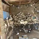 حمام مشكل للبيع