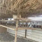 حمام