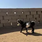 تيس قزمي افريقي فحل