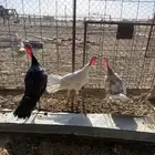 للبيع دجاج رومي