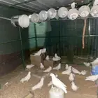 موقع حوطه بني تميم