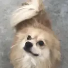 شيواوا   كلب