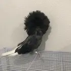 مجموعه حمام جاكوبين للبيع