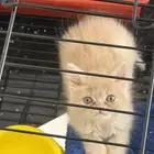 قطوه