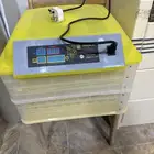 فقاسه