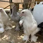 تصفيه براهما كلمبي اصل