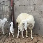 حريات متاويم