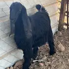 جفره طيبه
