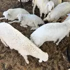 ذبايح ذبيحه ذبائح