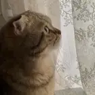 قطط سكوتش للبيع او التبني