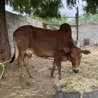 بقرة دافع واصلة