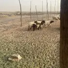 طليان 5 ورخال 10 الموقع شرق حائل 100 كم