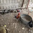 القصيم بريدة حي ضراس