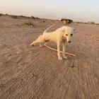 سلقه