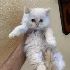 قطط هملايا بيور