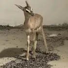 غ زال للبيع ذكر العمر شهرين