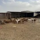 معزا فيها قرايب العدد 50
