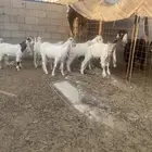 تيوس