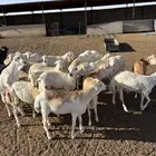 غنم رفيدي