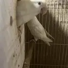 روز البينو مع فرخين