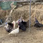 دجاج رومي. (تم البيع )