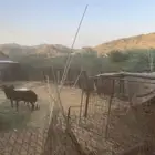 شبك غنم