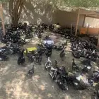 بط مصري أو مسكوني
