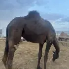 بكره عمرها 3ونصف جذعه
