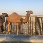 حشو 8 شهور طيبه السوم من شايف وحايف 9000