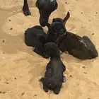 مشاريع فحول مورسيانو