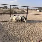 خميس مشيط القاعه
