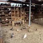 حمام للبيع بالابواء