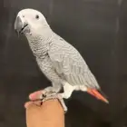 فرخ ككا سكو