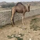 قعود فااخر