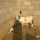 2غنم تحتها 2انثي