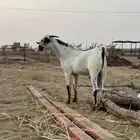 القنفذة