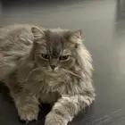 بسه للتبني