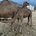 قعود سمين لباني عمره 8 اشهر