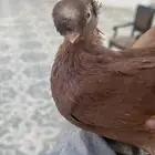 حمام اوزبك