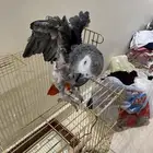 كاسكو