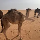 قعدان حيران للبيع