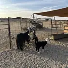 عنز تحتها جفره ومعها رخل داغور