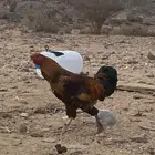 ديك برهما