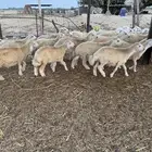 طليان ورخال 40