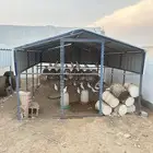 صندقة مع حمام فرنسي