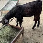 خروف فحل ثني وتيس فحل جذع شرط