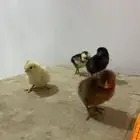 محميه فرح