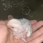 تم البيع فرخ روز البينو