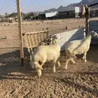 رخال صفر مقنوي مشروطه