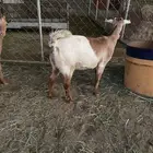 عنقاان مقاني